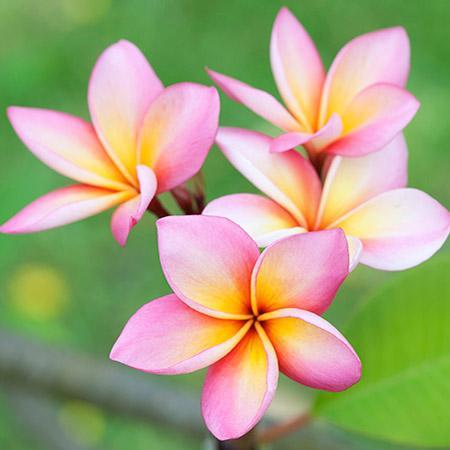 Pink-Plumeria-450w_large